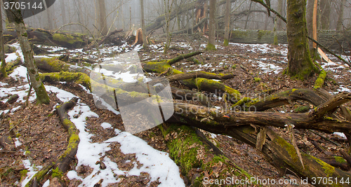 Image of Tree parts against melting snow