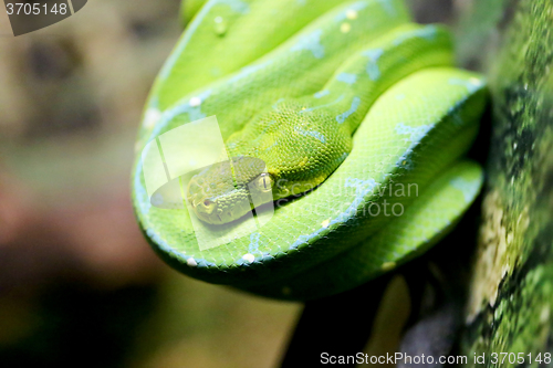 Image of Beautiful green snake