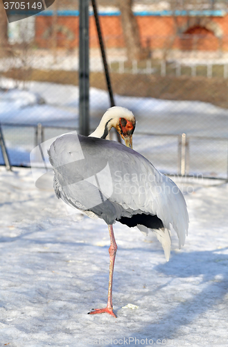 Image of Beautiful portrait of a stork 