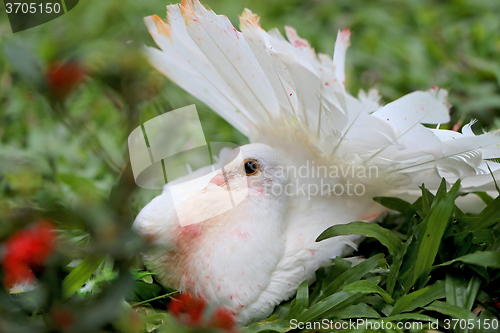 Image of beautiful white pigeon 