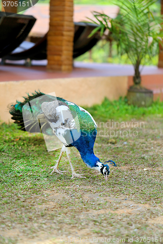 Image of Beautiful bird peacock 