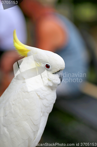 Image of Beautiful white parrot cockatoo  