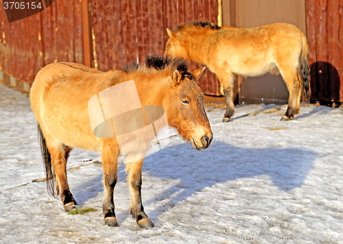 Image of Beautiful horse in the zoo 