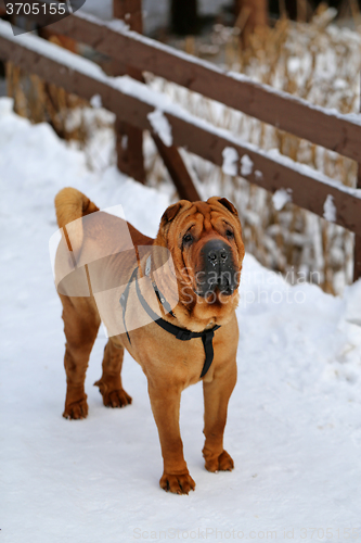 Image of Beautiful red dog