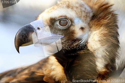 Image of portrait of an eagle