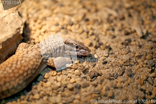 Image of Beautiful lizard  photographed 