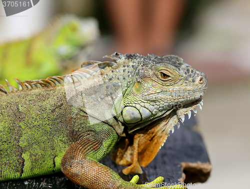 Image of green lizard iguana 