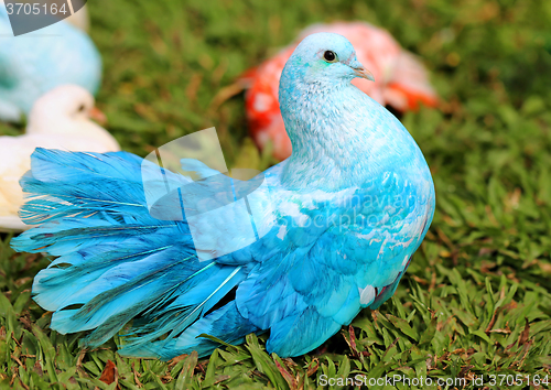 Image of beautiful blue pigeon 