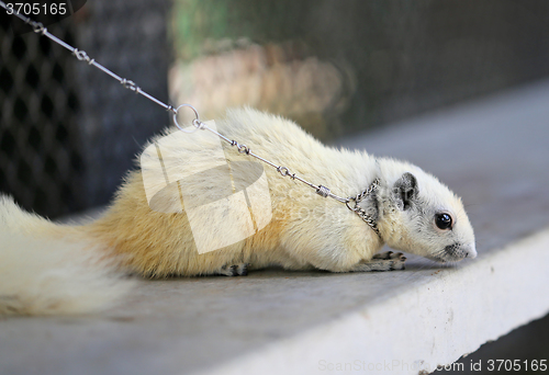 Image of  beautiful white squirrel 