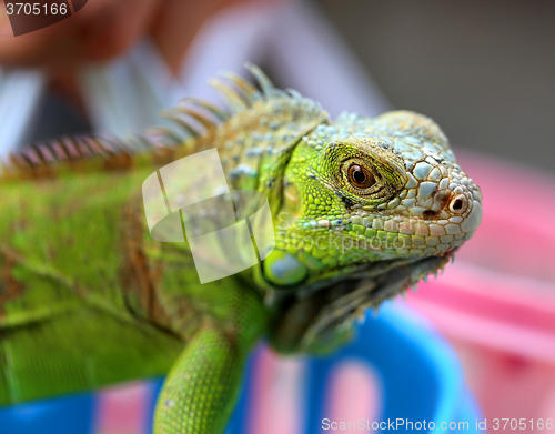 Image of green lizard iguana 