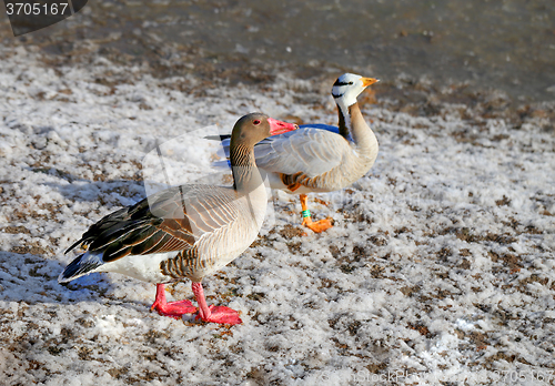 Image of Beautiful geese walk 