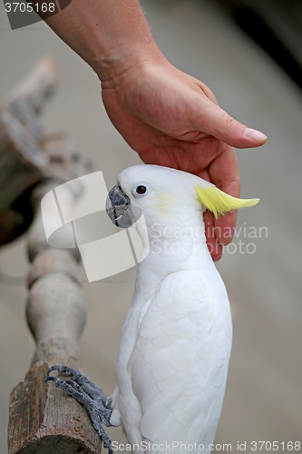 Image of Beautiful white parrot cockatoo  