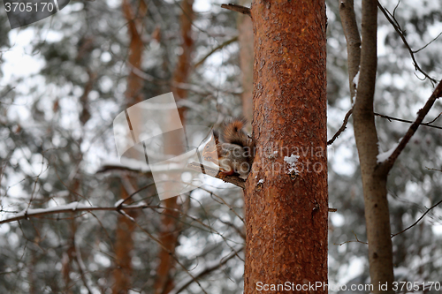 Image of Beautiful red squirrel 