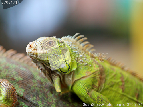 Image of green lizard iguana 