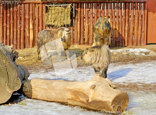 Image of Beautiful bison in the zoo 