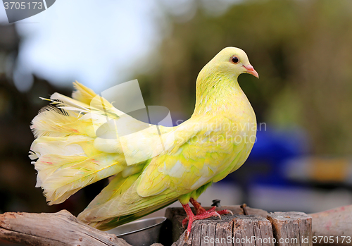 Image of beautiful yellow pigeon 