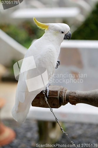 Image of Beautiful white parrot cockatoo  