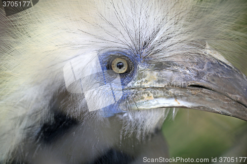 Image of Portrait of beautiful birds 