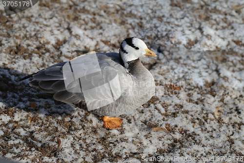 Image of Beautiful geese walk 