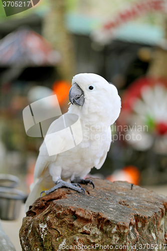 Image of Beautiful white parrot cockatoo  