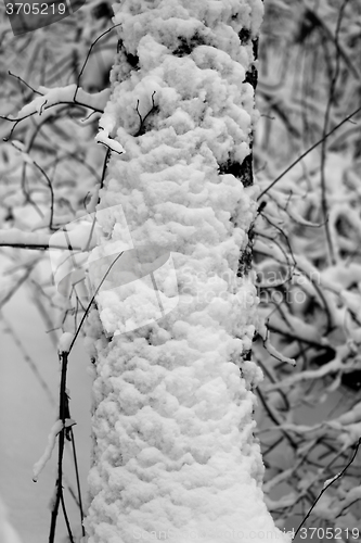 Image of trees in snow