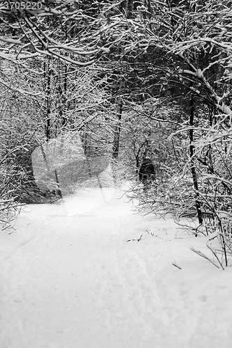 Image of trees in snow