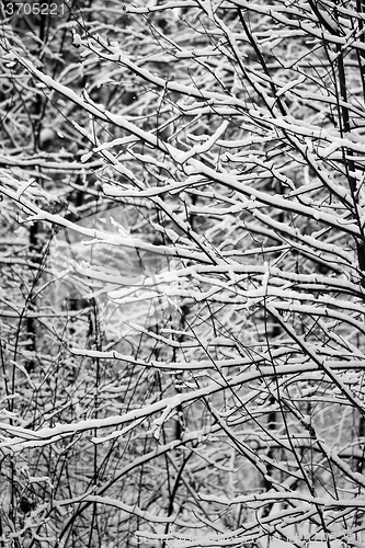 Image of trees in snow