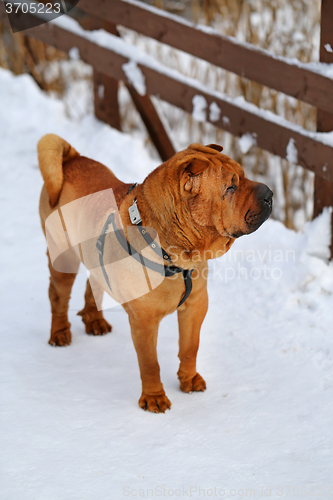 Image of Beautiful red dog