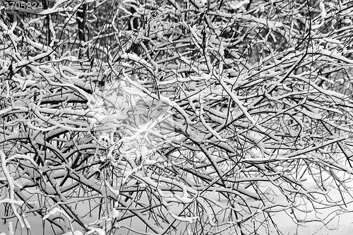 Image of trees in snow