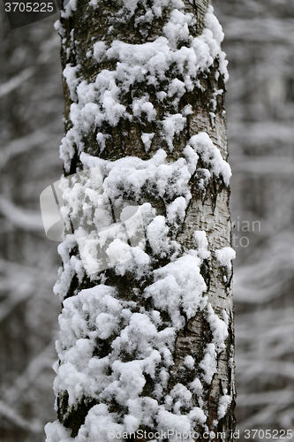 Image of trees in snow