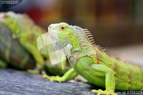 Image of green lizard iguana 