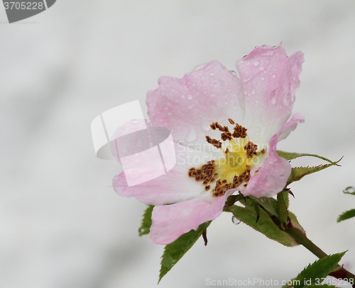 Image of Wet rose
