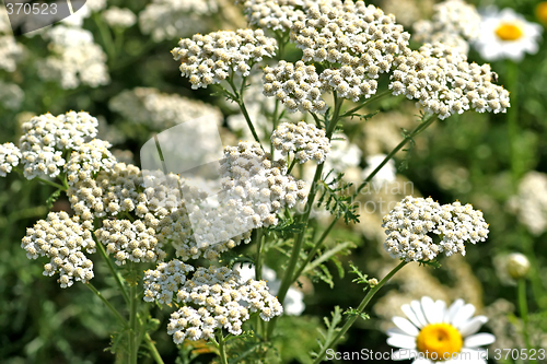 Image of Common Yarrow