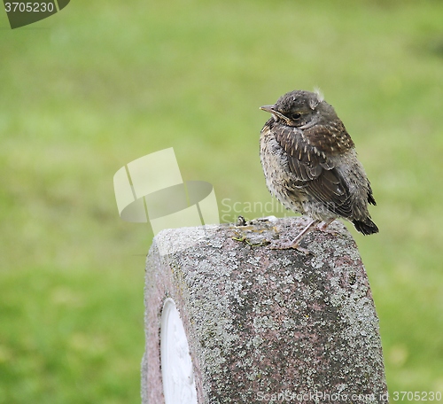 Image of Young starling