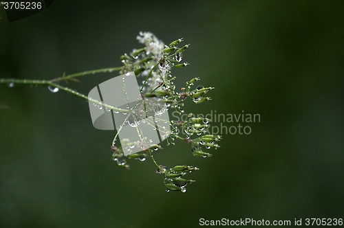 Image of Wet, wilted flower