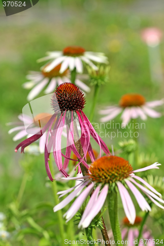 Image of Echinacea purpurea