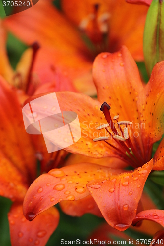 Image of Garden flowers