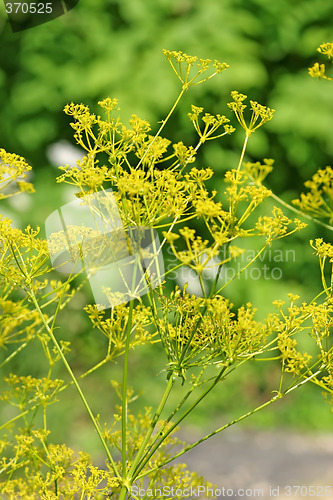 Image of Fennel