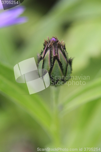 Image of Flower in spring