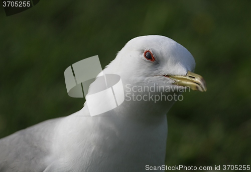 Image of Gull portrait