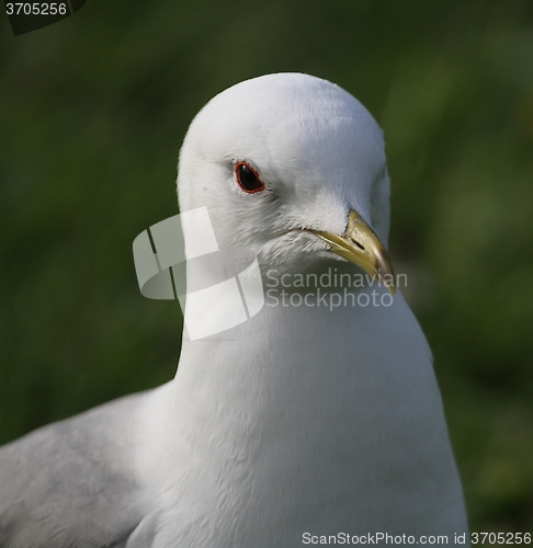 Image of Gull portrait