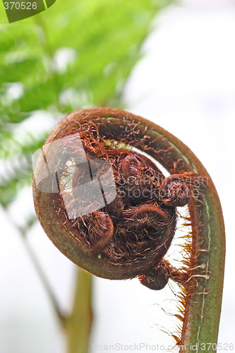 Image of Fern