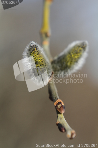 Image of Willow catkins