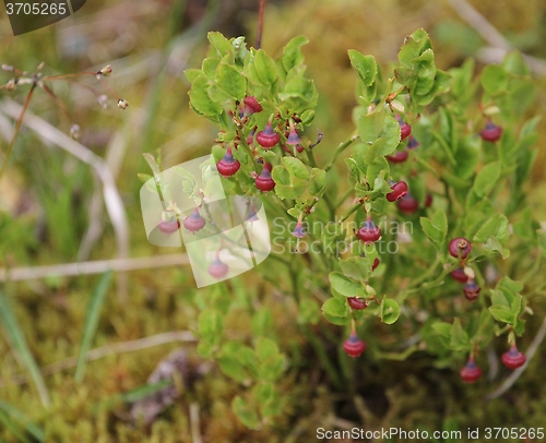 Image of Blueberry flowers