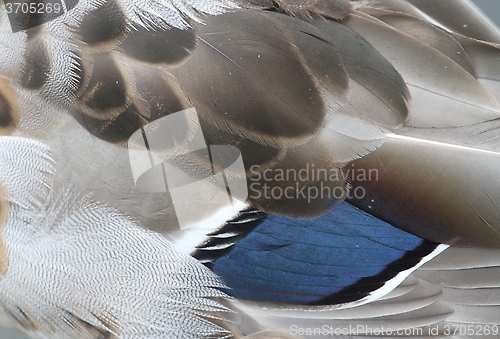 Image of Duck feathers
