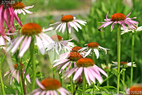 Image of Purple Coneflower