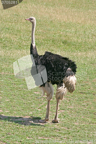 Image of Ostrich