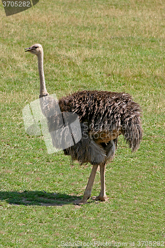 Image of Ostrich