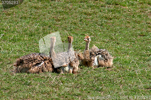 Image of Ostrich Chicks