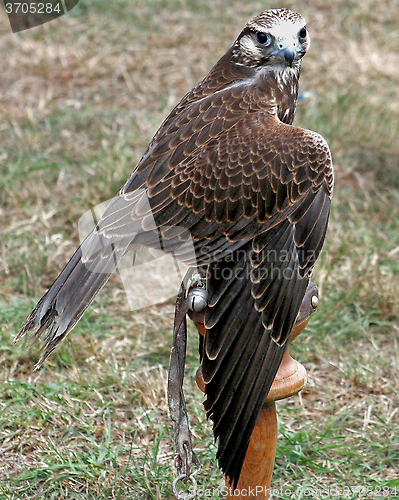 Image of Kestral